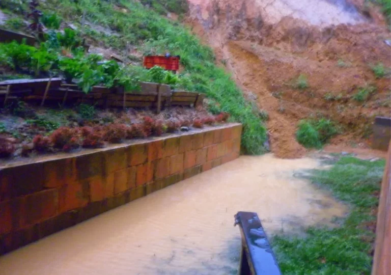 Adopteunarbol-San Antonio-de-Prado